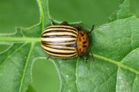 Leptinotarsa decemlineata