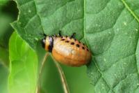 Leptinotarsa decemlineata