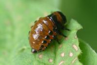 Leptinotarsa decemlineata