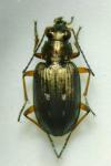Bembidion velox
