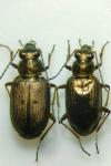 Bembidion striatum