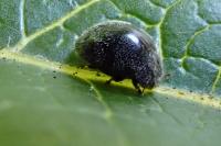 Rhyzobius forestieri