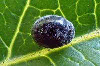 Rhyzobius forestieri