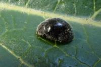 Rhyzobius forestieri