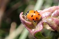 Hippodamia variegata