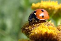 Coccinella septempunctata