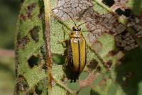 Xanthogaleruca luteola