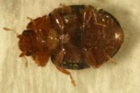 Rhyzobius lophanthae