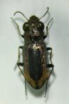 Notiophilus quadripunctatus