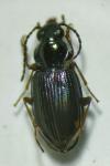 Bembidion lunulatum
