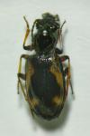 Bembidion callosum subconnexum