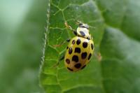 Psyllobora vigintiduopunctata