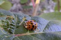 Harmonia axyridis