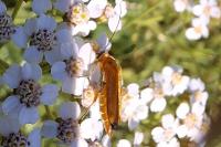 Oedemera podagrariae