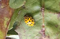 Psyllobora vigintiduopunctata