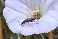 Oedemera