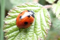 Coccinella septempunctata