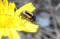 Cryptocephalus vittatus