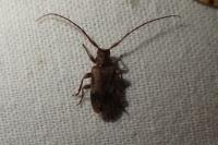 Exocentrus adspersus