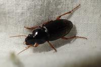 Pseudoophonus rufipes