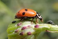 Hippodamia variegata