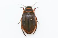 Dytiscus marginalis