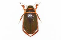 Dytiscus marginalis
