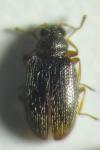 Melanophthalma distinguenda