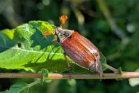 Melolontha melolontha