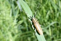 Agapanthia villosoviridescens