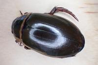 Dytiscus marginalis