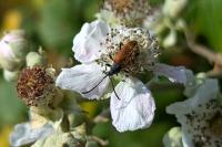 Pseudovadonia livida