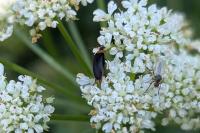 Mordellochroa abdominalis