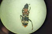 Thanasimus formicarius