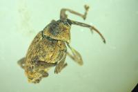 Curculio glandium