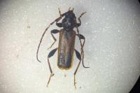Phymatodes testaceus