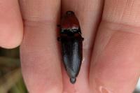 Elater ferrugineus