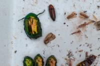 Cetonischema speciosissima