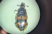 Nicrophorus vespillo