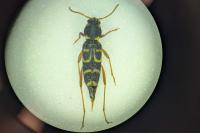 Xylotrechus arvicola