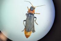 Cantharis fusca