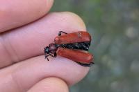Pyrochroa coccinea
