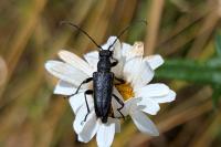 Stictoleptura scutellata