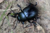Timarcha tenebricosa
