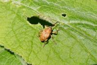 Curculio glandium