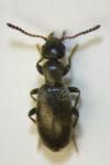 Anthicus tristis