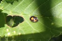 Platynaspis luteorubra