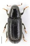 Tomicus piniperda