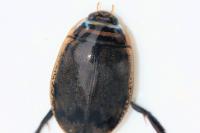 Acilius sulcatus