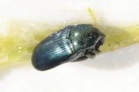 Aulacobaris coerulescens